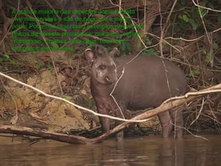 A grande maioria das espécies desta floresta vive nas árvores e são de pequeno e médio porte. Podemos citar como exemplos de animais típicos da floresta amazônica: macacos, cobras, marsupiais, tucanos, pica-paus, roedores, morcegos entre outros. 
