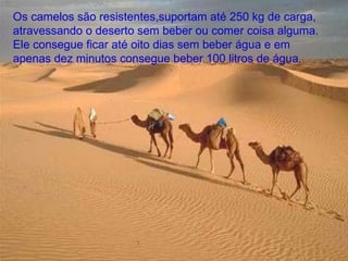 Os camelos são resistentes,suportam até 250 kg de carga, atravessando o deserto sem beber ou comer coisa alguma. Ele consegue ficar até oito dias sem beber água e em apenas dez minutos consegue beber 100 litros de água. 