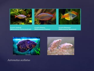 Astronotus ocellatus
 