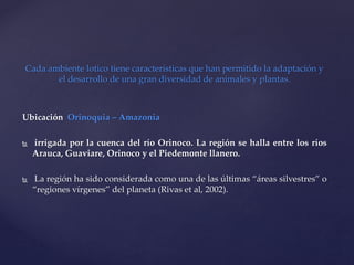 Cada ambiente lotico tiene características que han permitido la adaptación y
el desarrollo de una gran diversidad de animales y plantas.
Ubicación Orinoquia – Amazonia
 irrigada por la cuenca del río Orinoco. La región se halla entre los ríos
Arauca, Guaviare, Orinoco y el Piedemonte llanero.
 La región ha sido considerada como una de las últimas “áreas silvestres” o
“regiones vírgenes” del planeta (Rivas et al, 2002).
 