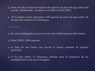  Tiene una de las mayores riquezas de especies de peces de agua dulce del
mundo. (Maldonado – Ocampo et al, 2008 en IAvH 2009).
 En la región se han registrado 1.435 especies de peces de agua dulce. 56
de ellas son endémicas la Orinoquia.
Amazonia
 Su cuenca hidrográfica posee la mayor diversidad de peces del mundo.
 Entre 2.500 y 3.000 especies.
 se trata de una fuente que provee la mayor cantidad de especies
piscícolas.
 el río más ancho, el Amazonas también tiene la distinción de ser
probablemente el de mayor longitud.
 