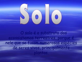 O solo é o substrato dos
ecossistemas terrestres, porque é
nele que se fixam numerosas espécies
de seres vivos, principalmente
plantas.

 