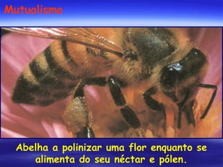 Mutualismo

Abelha a polinizar uma flor enquanto se
alimenta do seu néctar e pólen.

 