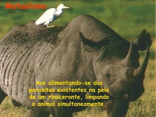 Mutualismo

Ave alimentando-se dos
parasitas existentes na pele
de um rinoceronte, limpando
o animal simultaneamente.

 