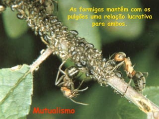 As formigas mantêm com os
pulgões uma relação lucrativa
para ambos.

Mutualismo

 