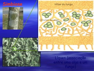 Simbiose

Líquen (associação
entre uma alga e um
fungo)

 