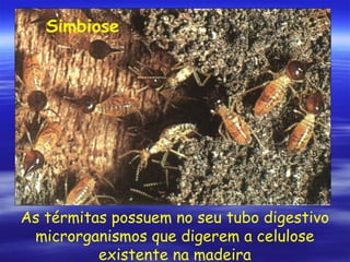 Simbiose

As térmitas possuem no seu tubo digestivo
microrganismos que digerem a celulose
existente na madeira

 