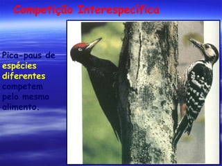 Competição Interespecífica

Pica-paus de
espécies
diferentes
competem
pelo mesmo
alimento.

 