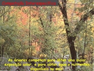 Competição Interespecífica

As árvores competem para obter uma maior
exposição solar, e para obter água e nutrientes
disponíveis no solo.

 
