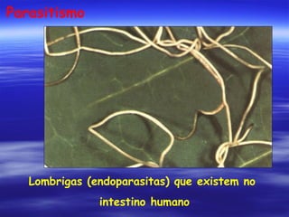 Parasitismo

Lombrigas (endoparasitas) que existem no
intestino humano

 