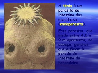 A ténia é um
parasita do
intestino dos
mamíferos
(endoparasita).
Este parasita, que
mede entre 4,5 e
9 m apresenta, na
cabeça, ganchos
que a fixam à
parede do
intestino do
hospedeiro.

 