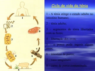 Ciclo de vida da ténia
1 - A ténia atinge o estado adulto no
intestino humano;

1

2 – ténia adulta;

2
8

3 – segmentos de ténia libertados
com as fezes;
4 – libertação dos ovos;

3

7
4

6

5 – o porco pode ingerir alguns
ovos;
6 – intestino de porco;
7 – vaso sanguíneo;
8 – carne de porco contaminada.

5

 