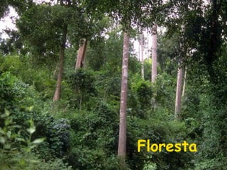 Floresta

 