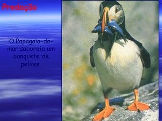 Predação

O Papagaio-domar saboreia um
banquete de
peixes.

 