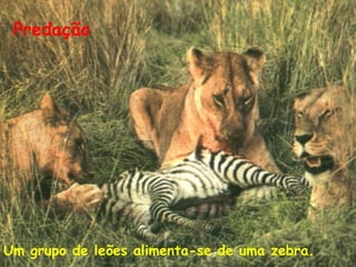 Predação

Um grupo de leões alimenta-se de uma zebra.

 