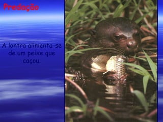 Predação

A lontra alimenta-se
de um peixe que
caçou.

 