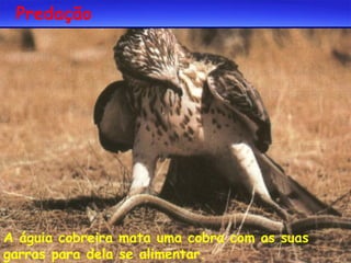 Predação

A águia cobreira mata uma cobra com as suas
garras para dela se alimentar.

 