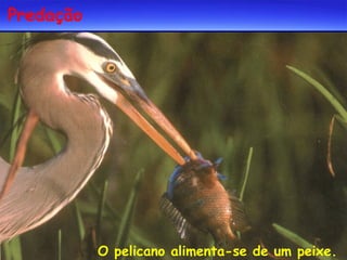 Predação

O pelicano alimenta-se de um peixe.

 
