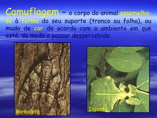 Camuflagem -

o corpo do animal assemelhase à forma do seu suporte (tronco ou folha), ou
muda de cor de acordo com o ambiente em que
está, de modo a passar despercebido.

Borboleta

Insecto

 