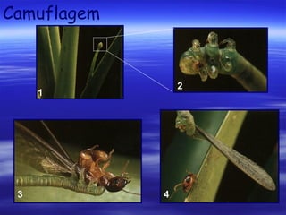 Camuflagem

2

1

3

4

 