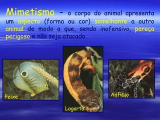 Mimetismo -

o corpo do animal apresenta
um aspecto (forma ou cor) semelhante a outro
animal de modo a que, sendo inofensivo, pareça
perigoso e não seja atacado.

Anfíbio

Peixe
Lagarta

 