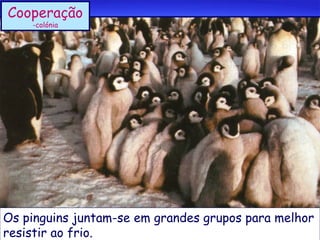 Cooperação
-colónia

Os pinguins juntam-se em grandes grupos para melhor
resistir ao frio.

 