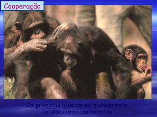 Cooperação

Os primatas ajudam-se mutuamente.
ex.: Mãe a catar parasitas ao filho

 