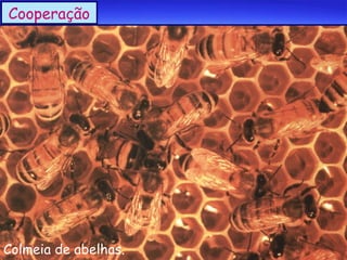 Cooperação

Colmeia de abelhas.

 