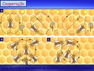 Cooperação
A

B

C

Dança das abelhas para mostrar às restantes onde se encontra alimento.

 
