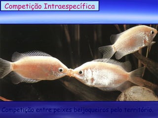 Competição Intraespecífica

Competição entre peixes beijoqueiros pelo território.

 