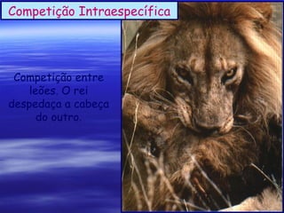 Competição Intraespecífica

Competição entre
leões. O rei
despedaça a cabeça
do outro.

 