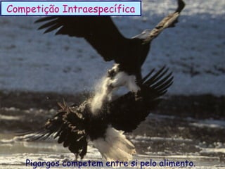 Competição Intraespecífica

Pigargos competem entre si pelo alimento.

 