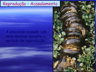 Reprodução - Acasalamento

A anaconda acasala com
nove machos durante o
período de reprodução.

 