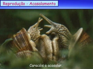Reprodução - Acasalamento

Caracóis a acasalar.

 
