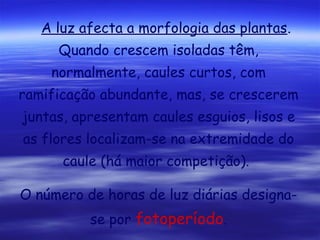 A luz afecta a morfologia das plantas.
Quando crescem isoladas têm,
normalmente, caules curtos, com
ramificação abundante, mas, se crescerem
juntas, apresentam caules esguios, lisos e
as flores localizam-se na extremidade do
caule (há maior competição).
O número de horas de luz diárias designase por fotoperíodo.

 