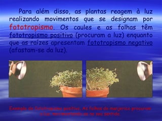 Para além disso, as plantas reagem à luz
realizando movimentos que se designam por
fototropismo. Os caules e as folhas têm
fototropismo positivo (procuram a luz) enquanto
que as raízes apresentam fototropismo negativo
(afastam-se da luz).

Exemplo de fototropismo positivo. As folhas do manjerico procuram
a luz, movimentando-se no seu sentido.

 