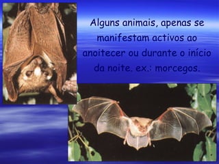 Alguns animais, apenas se
manifestam activos ao
anoitecer ou durante o início
da noite. ex.: morcegos.

 