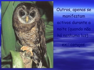 Outros, apenas se
manifestam
activos durante a
noite (quando não
há nenhuma luz).
ex.: corujas.

 