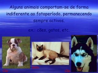 Alguns animais comportam-se de forma
indiferente ao fotoperíodo, permanecendo
sempre activos.
ex.: cães, gatos, etc.

Cão

Gato

Cão

 