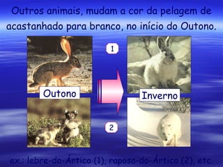 Outros animais, mudam a cor da pelagem de
acastanhado para branco, no início do Outono.
1

Outono

Inverno
2

ex.: lebre-do-Ártico (1), raposa-do-Ártico (2), etc.

 