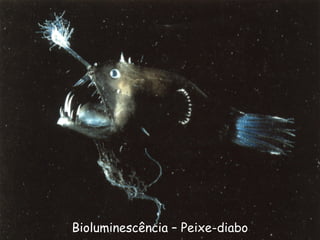 Bioluminescência – Peixe-diabo

 