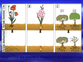 B

C
C1

C2

Período desfavorável

Período favorável

A

Adaptações das plantas a temperaturas desfavoráveis

 