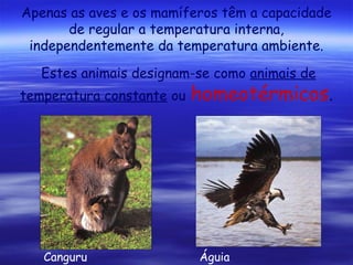 Apenas as aves e os mamíferos têm a capacidade
de regular a temperatura interna,
independentemente da temperatura ambiente.
Estes animais designam-se como animais de
temperatura constante ou

Canguru

homeotérmicos.

Águia

 