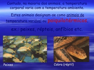 Contudo, na maioria dos animais, a temperatura
corporal varia com a temperatura ambiente.
Estes animais designam-se como animais de
temperatura variável ou

poiquilotérmicos.

ex.: peixes, répteis, anfíbios etc.

Peixes

Cobra (réptil)

 