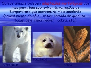 Outros animais possuem adaptações morfológicas que
lhes permitem sobreviver às variações de
temperatura que ocorrem no meio ambiente
(revestimento de pêlo – ursos; camada de gordura –
focas, pele impermeável – cobra, etc.)

Foca bébé
Urso-polar

Cobra

 