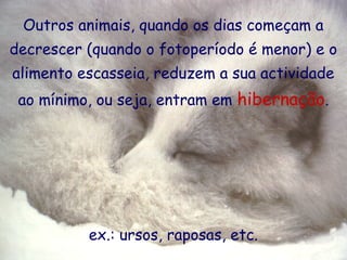 Outros animais, quando os dias começam a
decrescer (quando o fotoperíodo é menor) e o
alimento escasseia, reduzem a sua actividade
ao mínimo, ou seja, entram em hibernação.

ex.: ursos, raposas, etc.

 