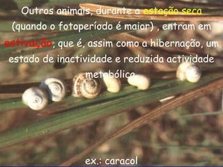 Outros animais, durante a estação seca
(quando o fotoperíodo é maior) , entram em

estivação, que é, assim como a hibernação, um
estado de inactividade e reduzida actividade
metabólica.

ex.: caracol

 