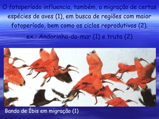O fotoperíodo influencia, também, a migração de certas
espécies de aves (1), em busca de regiões com maior
fotoperíodo, bem como os ciclos reprodutivos (2).

ex.: Andorinha-do-mar (1) e truta (2)

Bando de Íbis em migração (1)

 
