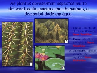 As plantas apresentam aspectos muito
diferentes de acordo com a humidade, a
disponibilidade em água.
1. Cactos – Plantas de
climas muito secos:
Seres Xerófilos
2

2. Floresta de clima
temperado: Seres
Mesófilos
3. Nenúfares -plantas
de ambiente
aquático: Seres
Hidrófilos

1
3

 