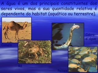 A água é um dos principais constituintes dos
seres vivos, mas a sua quantidade relativa é
dependente do habitat (aquático ou terrestre).

Cobrad´água
Camelo

Rã
Peixes

 